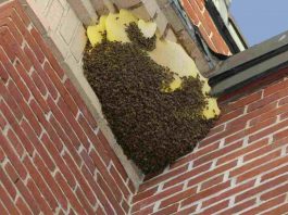 api e vespe